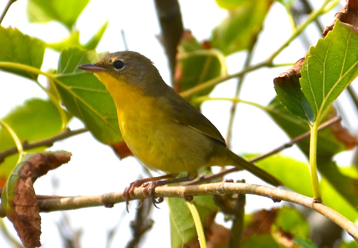 Common Yellowthroat (female)