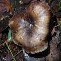 Trogia straminea