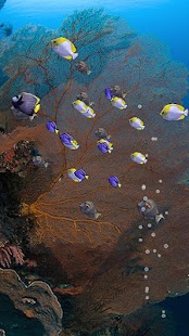 How to get Fishies (School of Fish) 3.0 mod apk for android