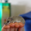 Long-Tailed Dunnart