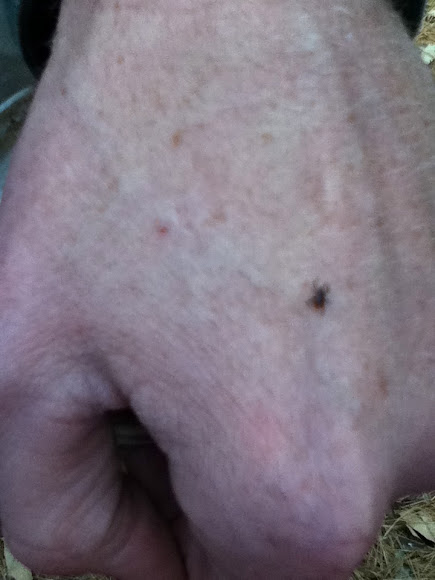 Spotting Image 1