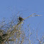 Curve-billed Thrasher
