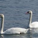 Mute Swan