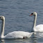 Mute Swan