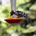 Downy Woodpecker
