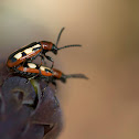 Common Asparagus Beetle