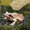 Rana agile