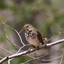 Hermit Thrush