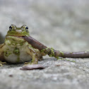 Green Frog