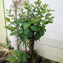 Guava