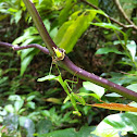 Mantis Religiosa
