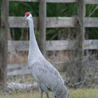 Sandhill Crane