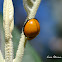 Red Chilocorus