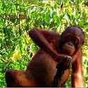 Orang Utan