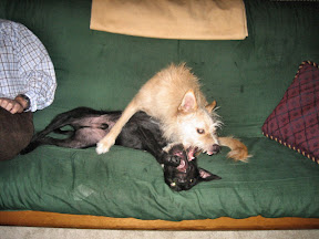 Charlie and Max at play