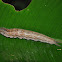 Caterpillar