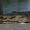 American Alligator