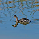 Zampullín cuellinegro (Black-necked Grebe)