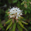 Labrador Tea