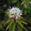 Labrador Tea