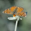 Pearl Crescent