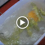 Pissing shrimp. They're the size of your forearms.