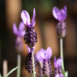 2008 Sping/Summer Flowers