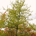 Tamarack