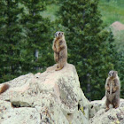 Yellow-bellied Marmot