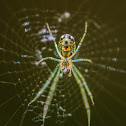 Orchard Orbweaver