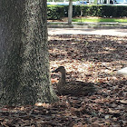 Unknown spotting