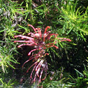 Grevillea