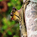 Malayan Colugo