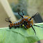 Australian Crow Butterfly Caterpillar