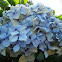 Hortensia (Hydrangea macrophylla)