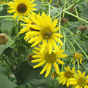 BEES
