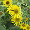 BEES