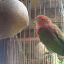 Lovebird