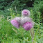 Edible thistle