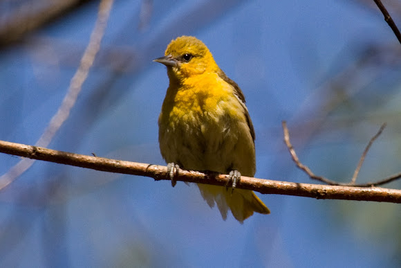 Spotting Image 1