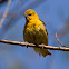 Bullock's Oriole (Female)