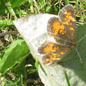Pearl Crescent