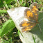 Pearl Crescent