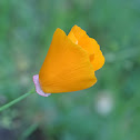 California Poppy