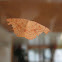 Geometrid Moth