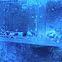 Baby Whitespotted bamboo shark