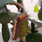 Caterpillar
