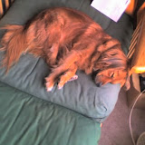long day for a dog