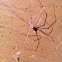 Daddy long-legs