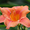 Daylily